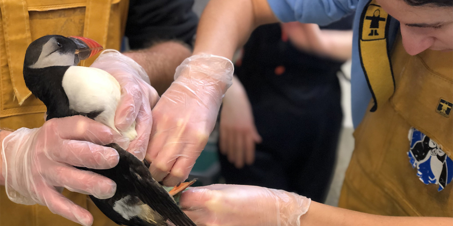 Preparation macareux moine avant lavage